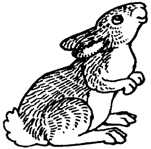 Rabbit Small